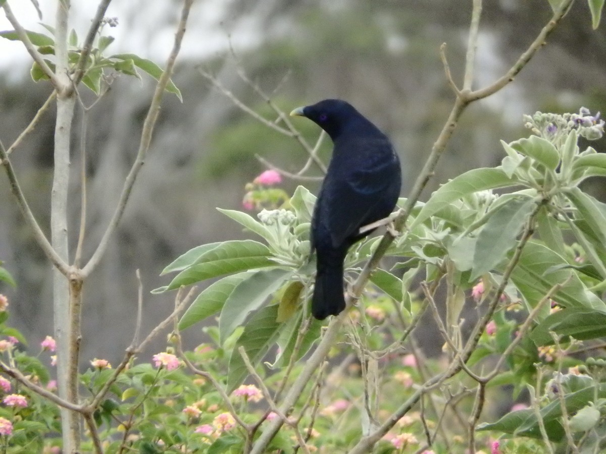 Satin Bowerbird - ML126958021