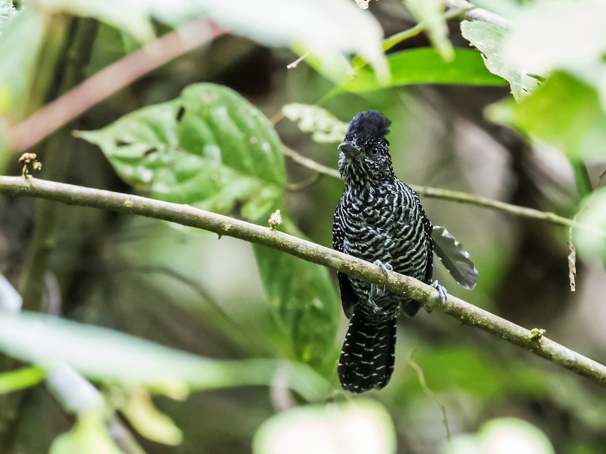 Batará Vermiculado - ML126959601