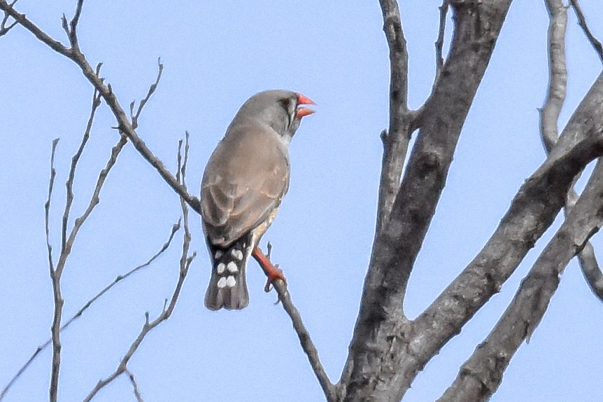 Zebra Finch - ML126960661