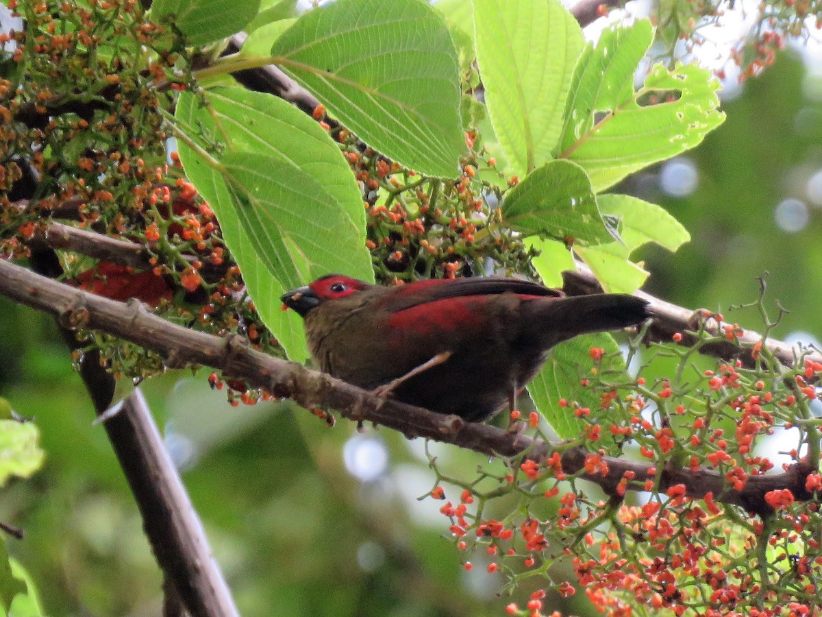 Red-faced Crimsonwing - Graeme Wright