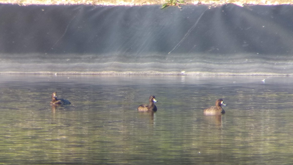 Greater Scaup - João Tiago Tavares