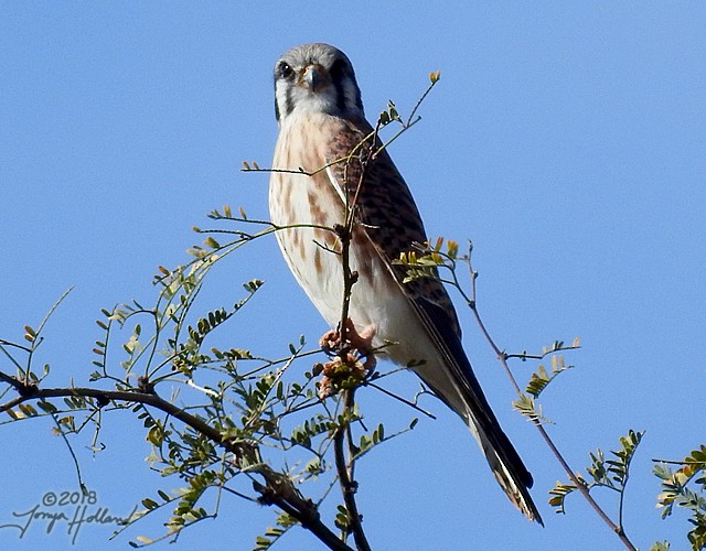 American Kestrel - Tonya Holland