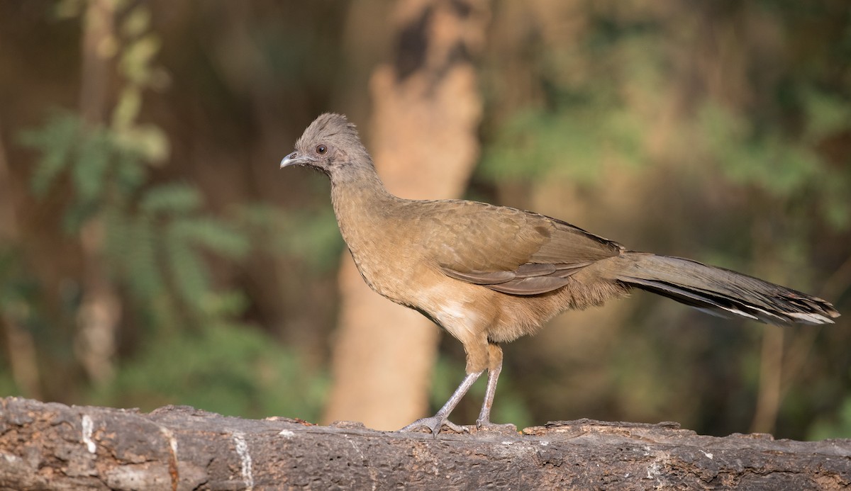 Plain Chachalaca - ML126966211