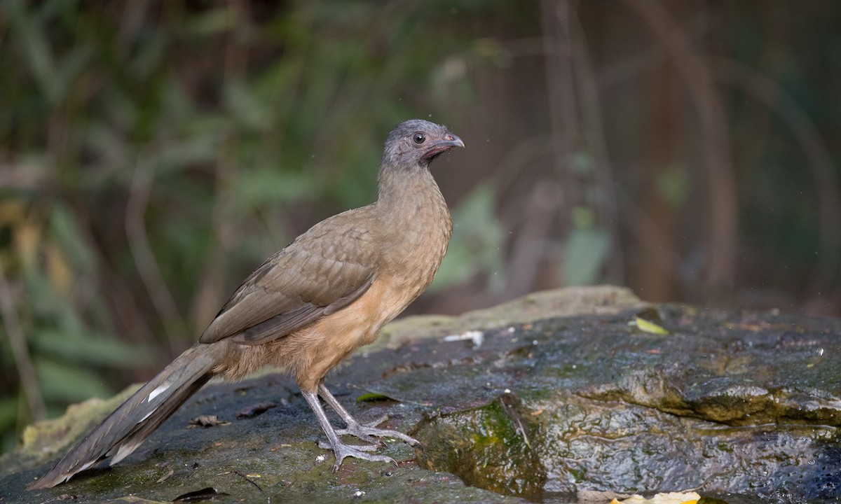 Plain Chachalaca - Ian Davies