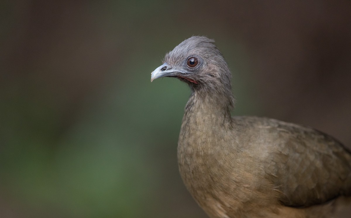 Plain Chachalaca - ML126966311