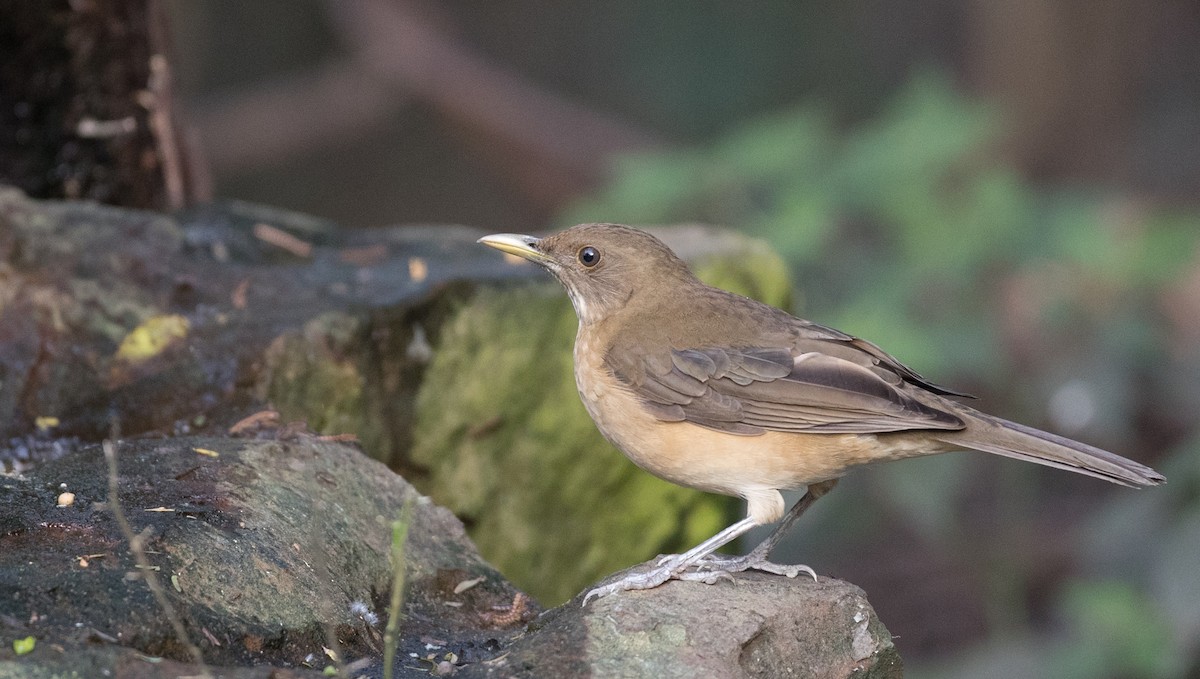 Clay-colored Thrush - ML126966321