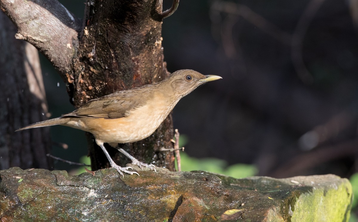 Clay-colored Thrush - ML126966331