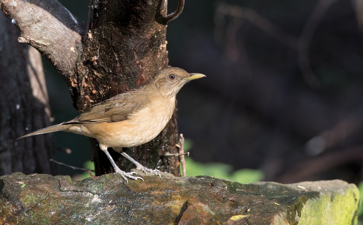 Clay-colored Thrush - ML126966341