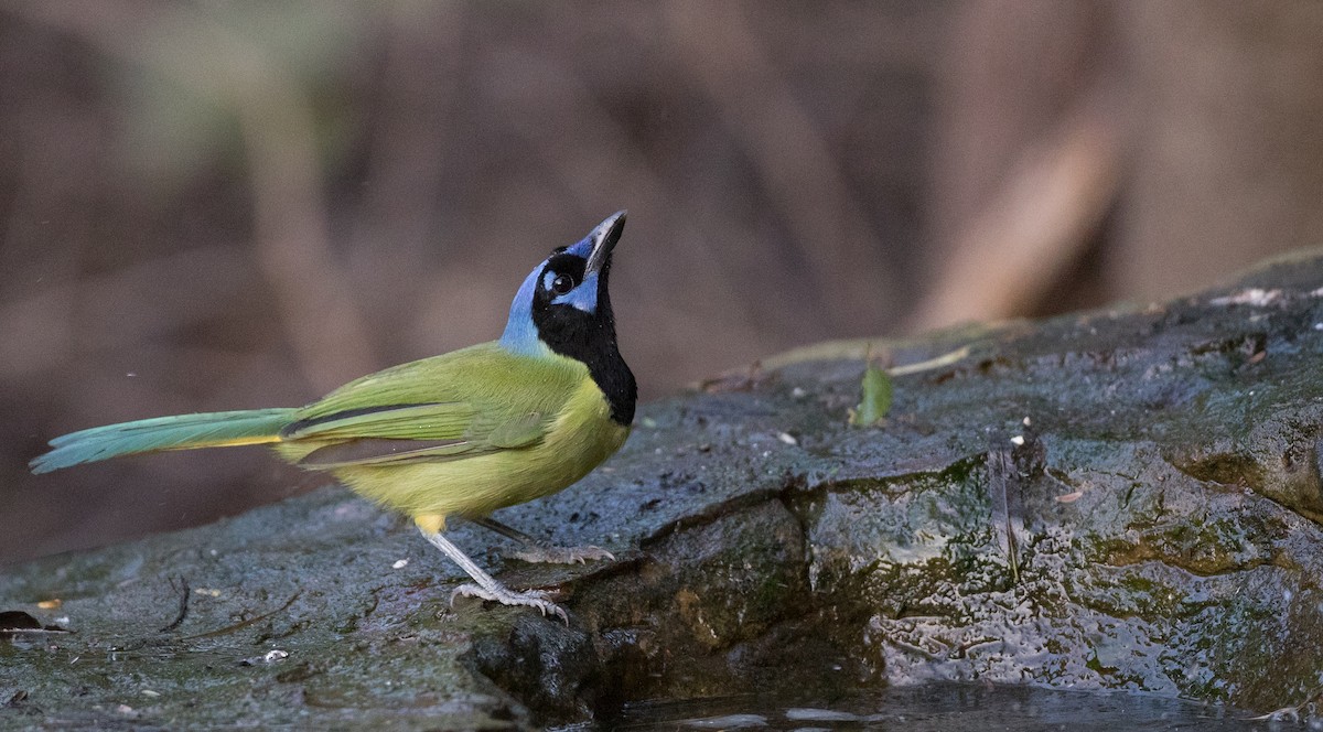 Green Jay (Green) - ML126966481