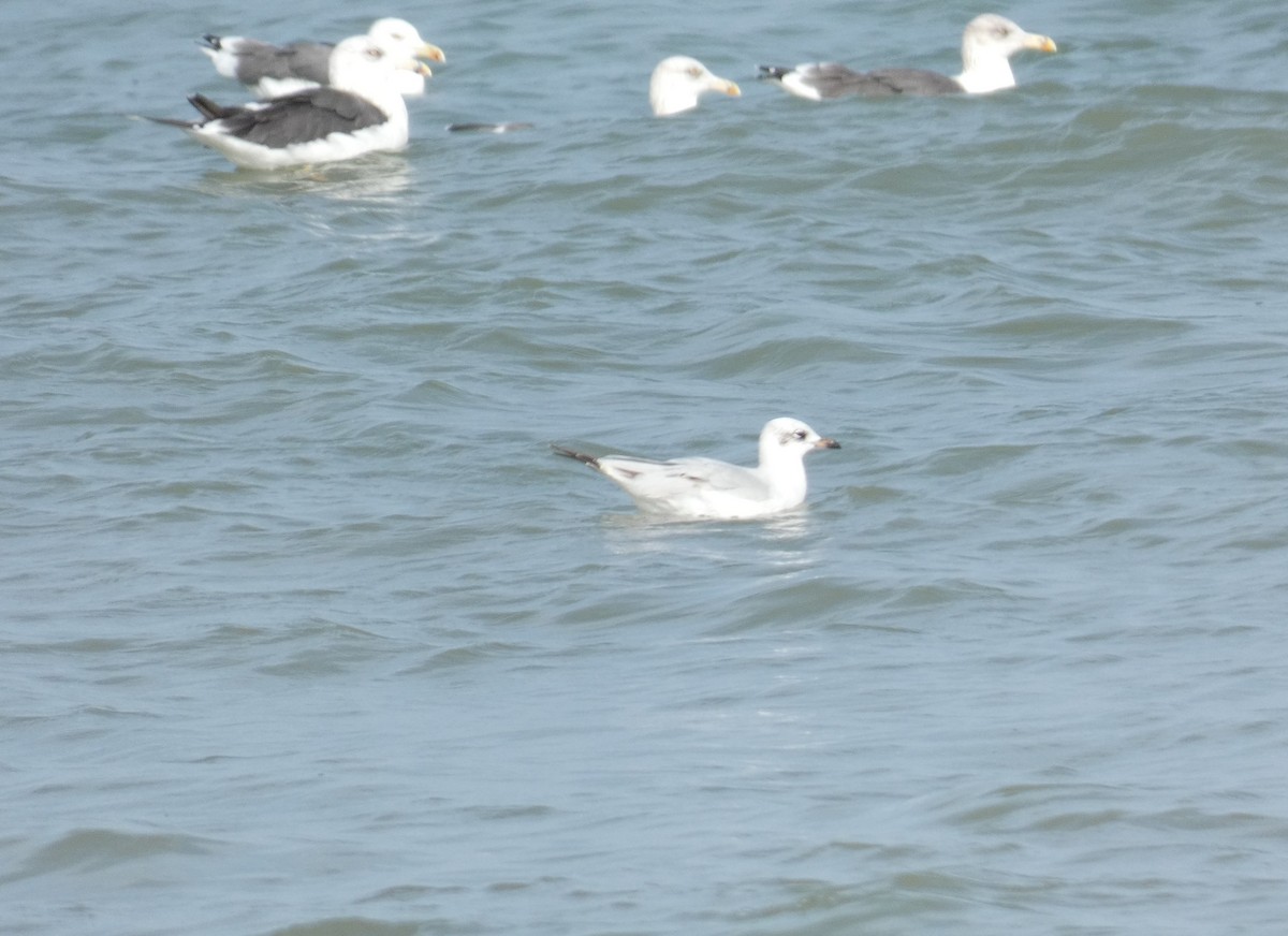 Mediterranean Gull - ML126968141