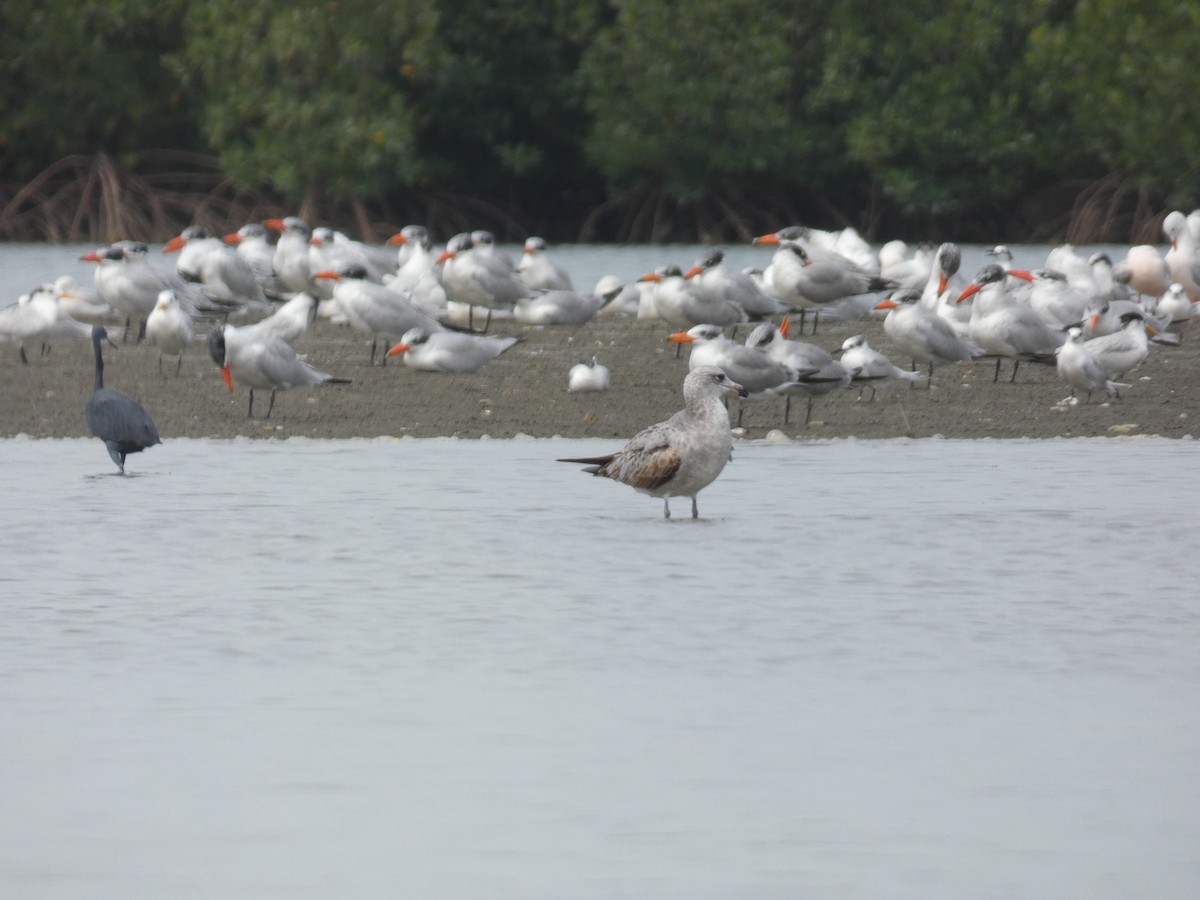 Gaviota de Audouin - ML126968251