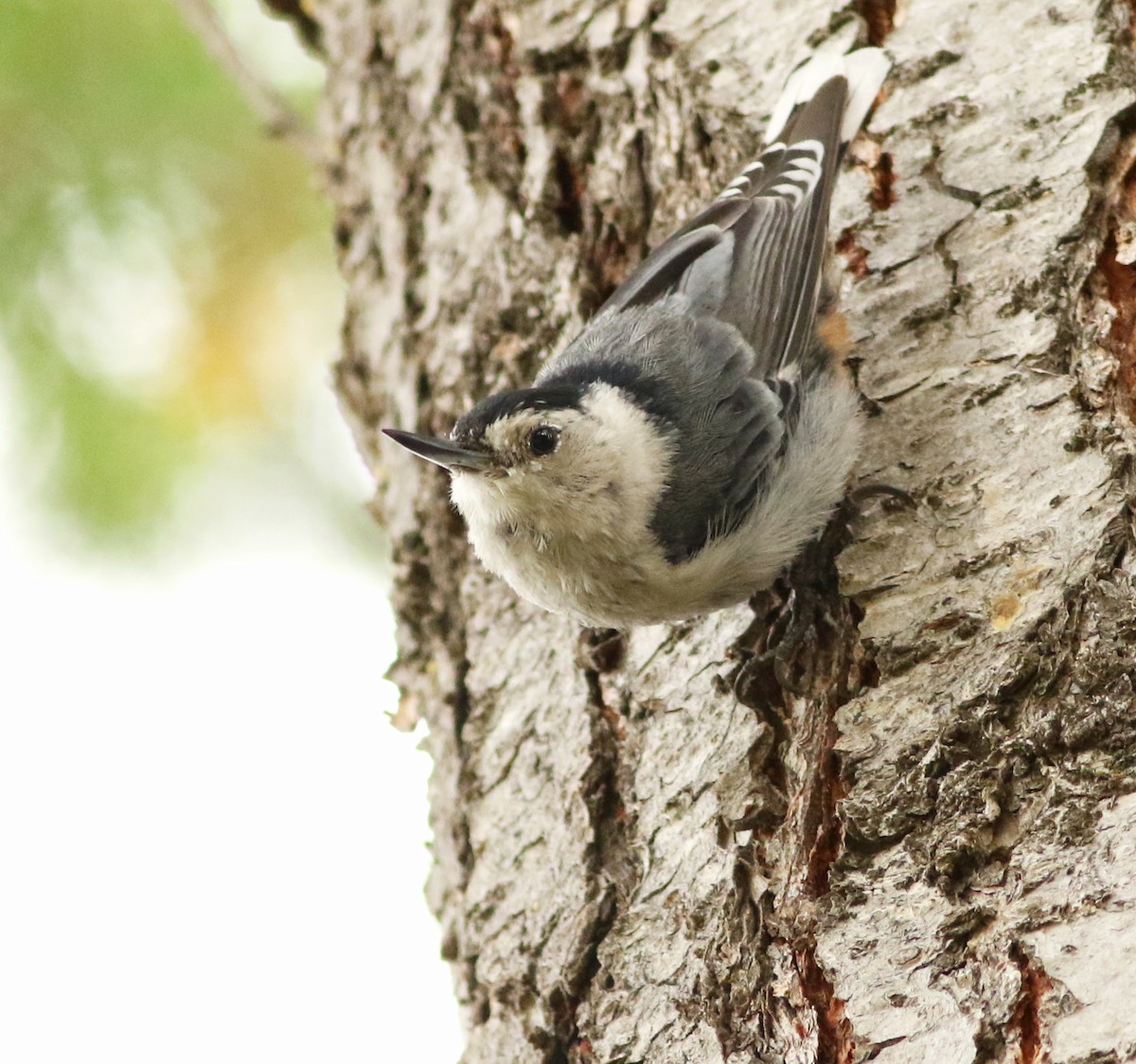 White-breasted Nuthatch - ML126968851