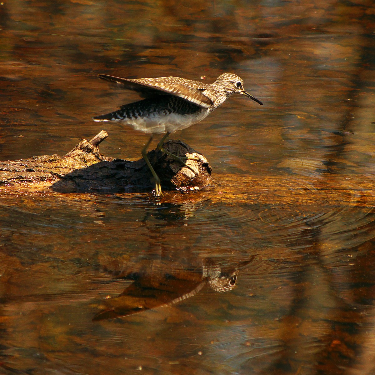 Solitary Sandpiper - Rick Eckley