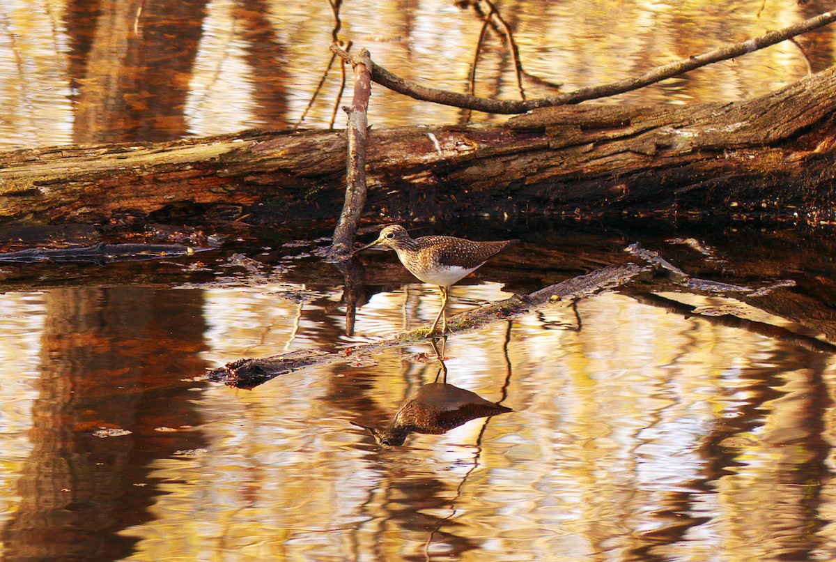 Solitary Sandpiper - ML126969441