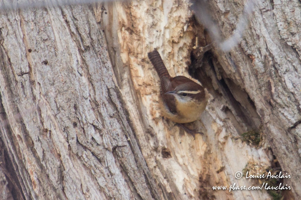 Carolina Wren - ML126970281