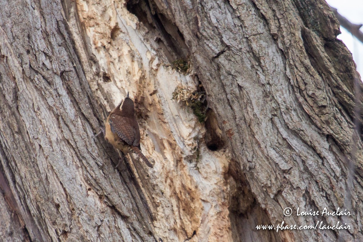 Carolina Wren - ML126970291
