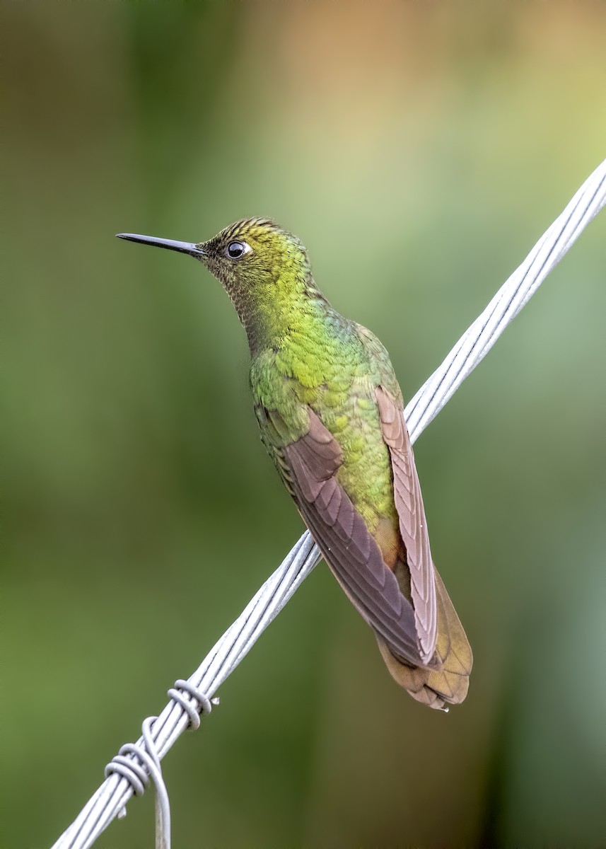 Buff-tailed Coronet - Carl Giometti 🍹