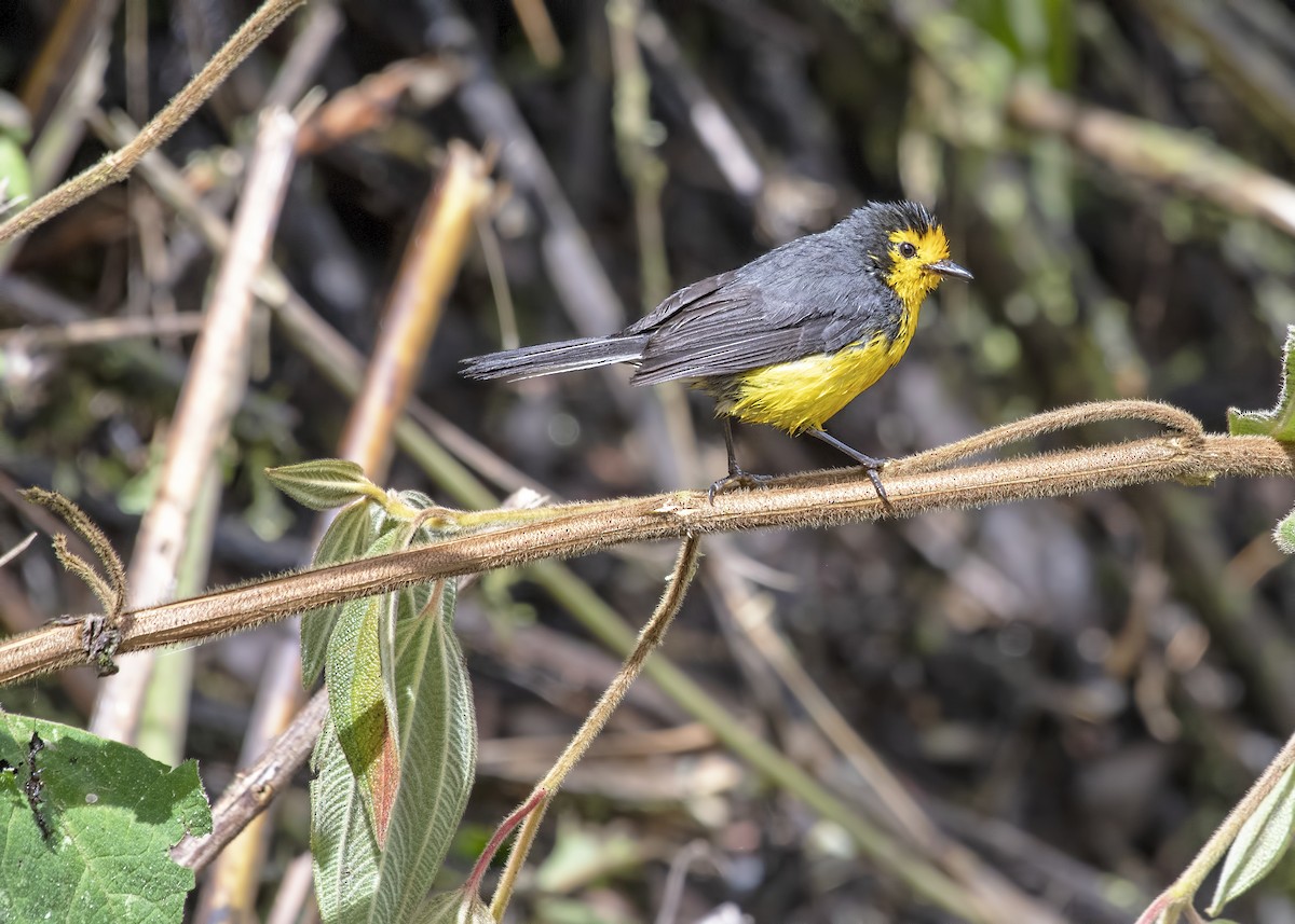 Golden-fronted Redstart - Carl Giometti 🍹