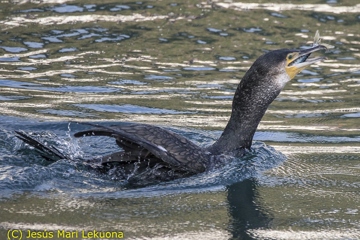 Great Cormorant - Jesús Mari Lekuona Sánchez