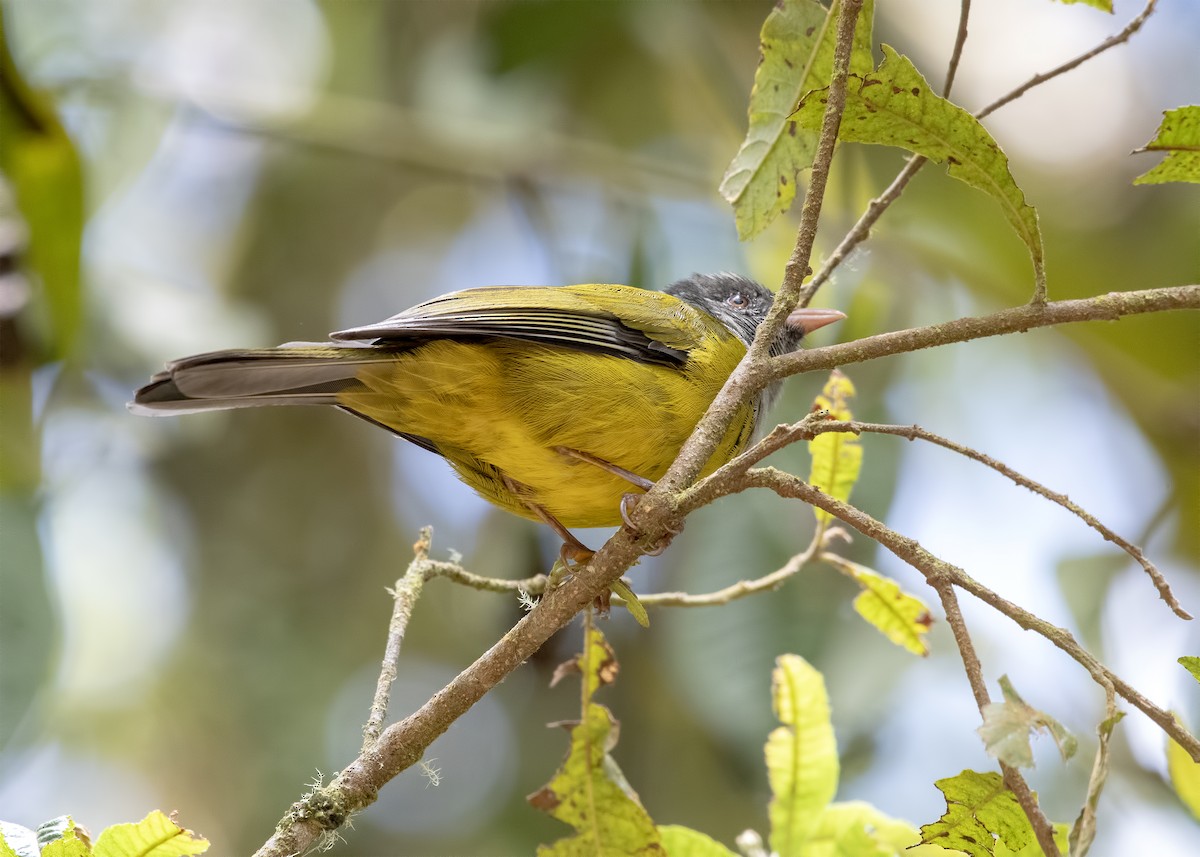 Gray-hooded Bush Tanager - Carl Giometti 🍹