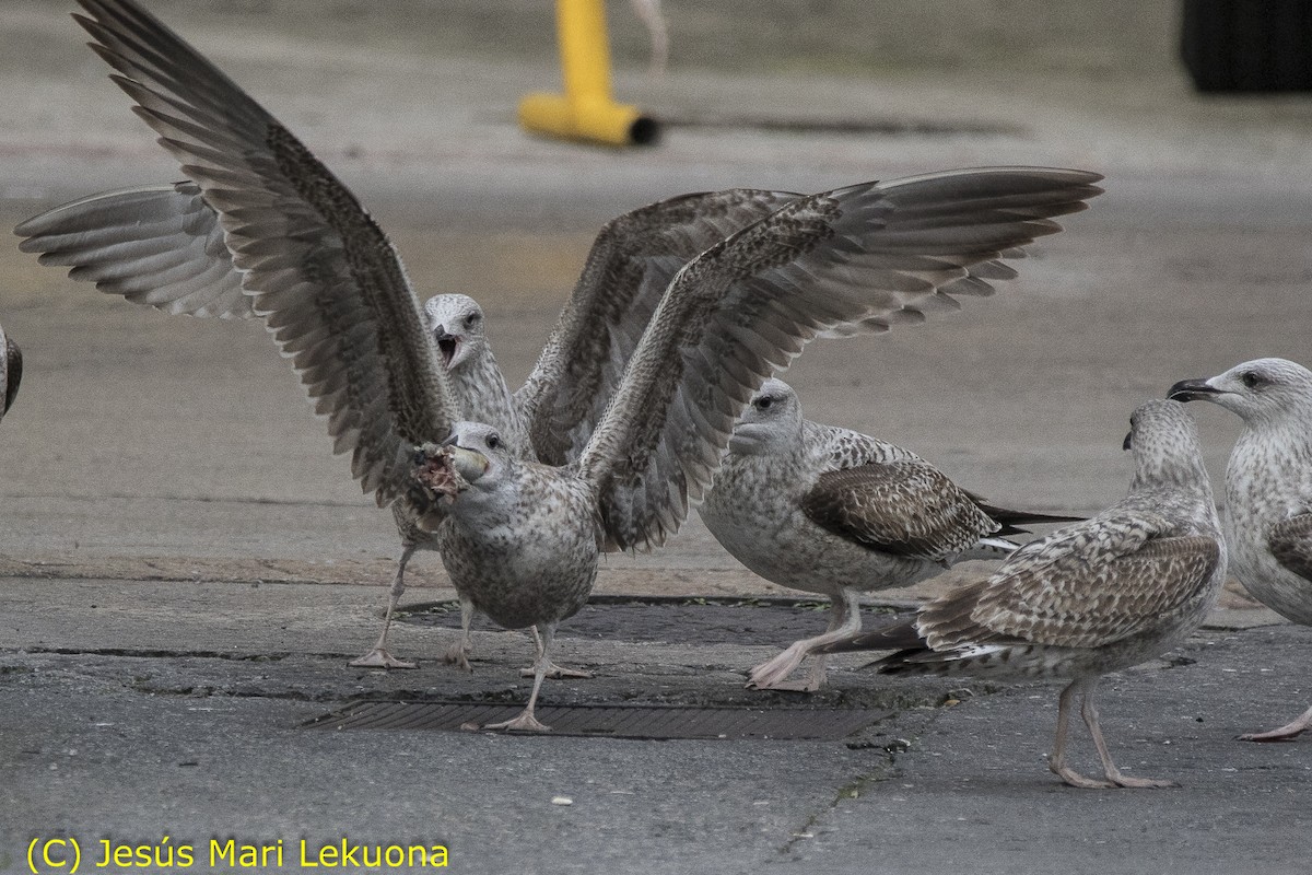 Yellow-legged Gull - Jesús Mari Lekuona Sánchez