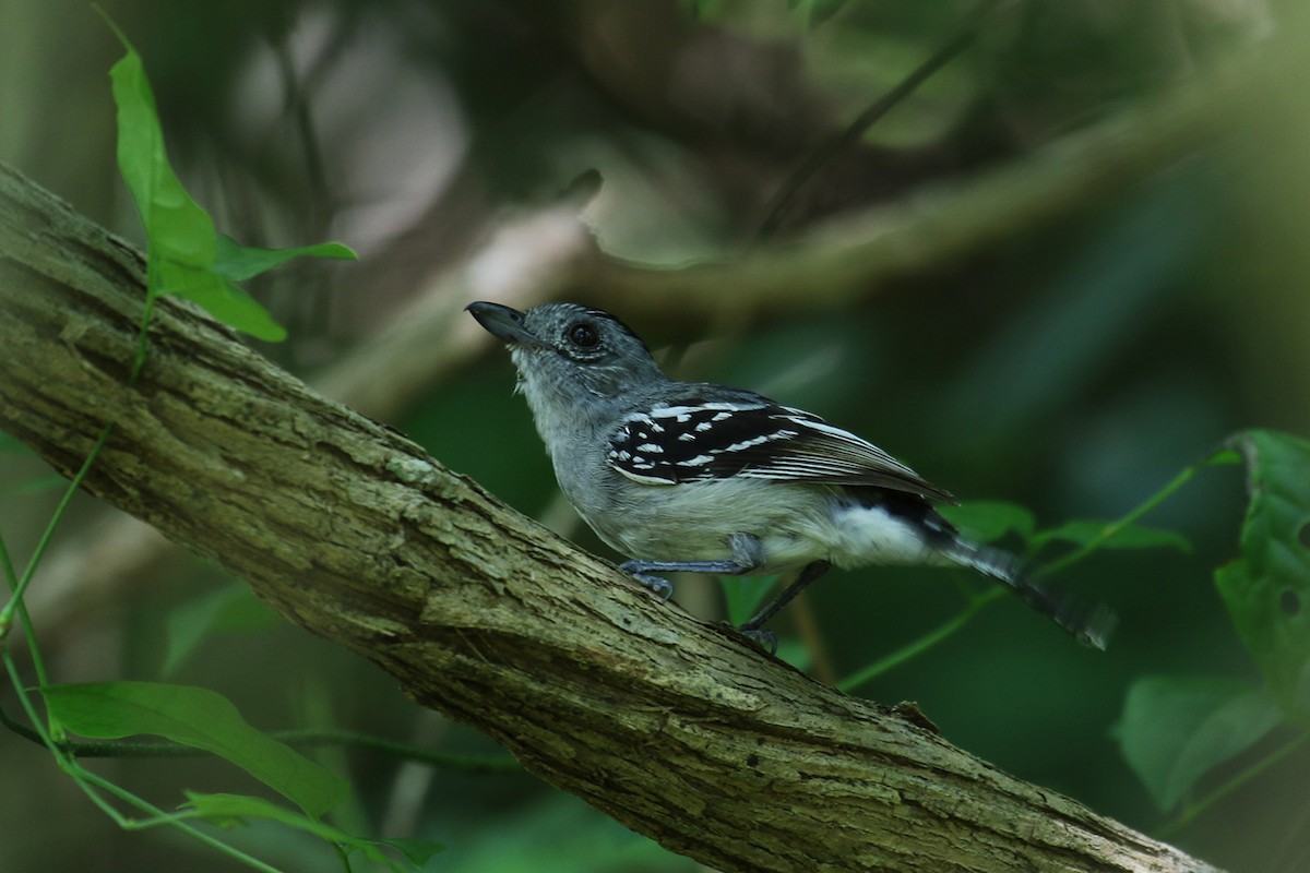 Planalto Slaty-Antshrike - ML126972951