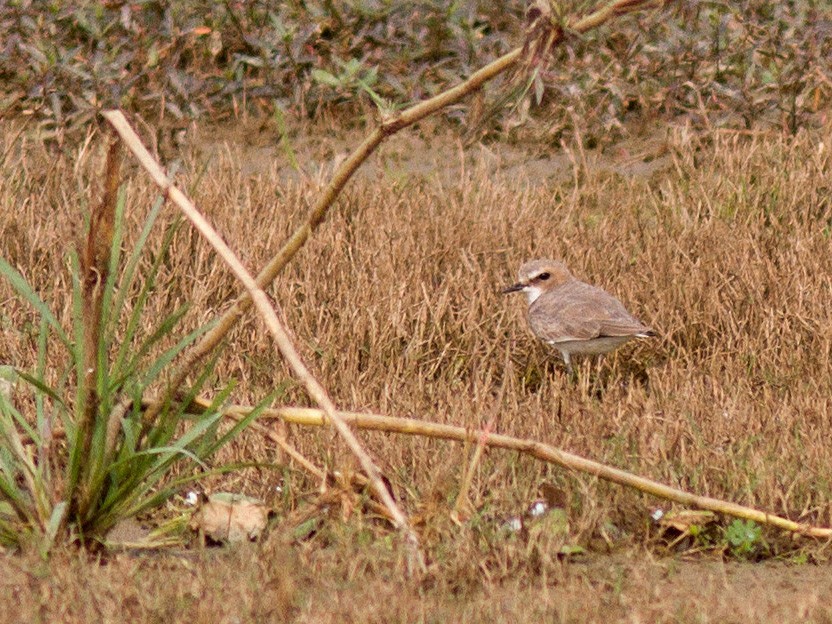 Tibetan Sand-Plover - Frode Falkenberg
