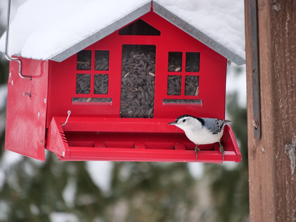 White-breasted Nuthatch - Ryan Barnes