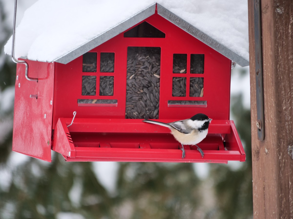 Black-capped Chickadee - Ryan Barnes