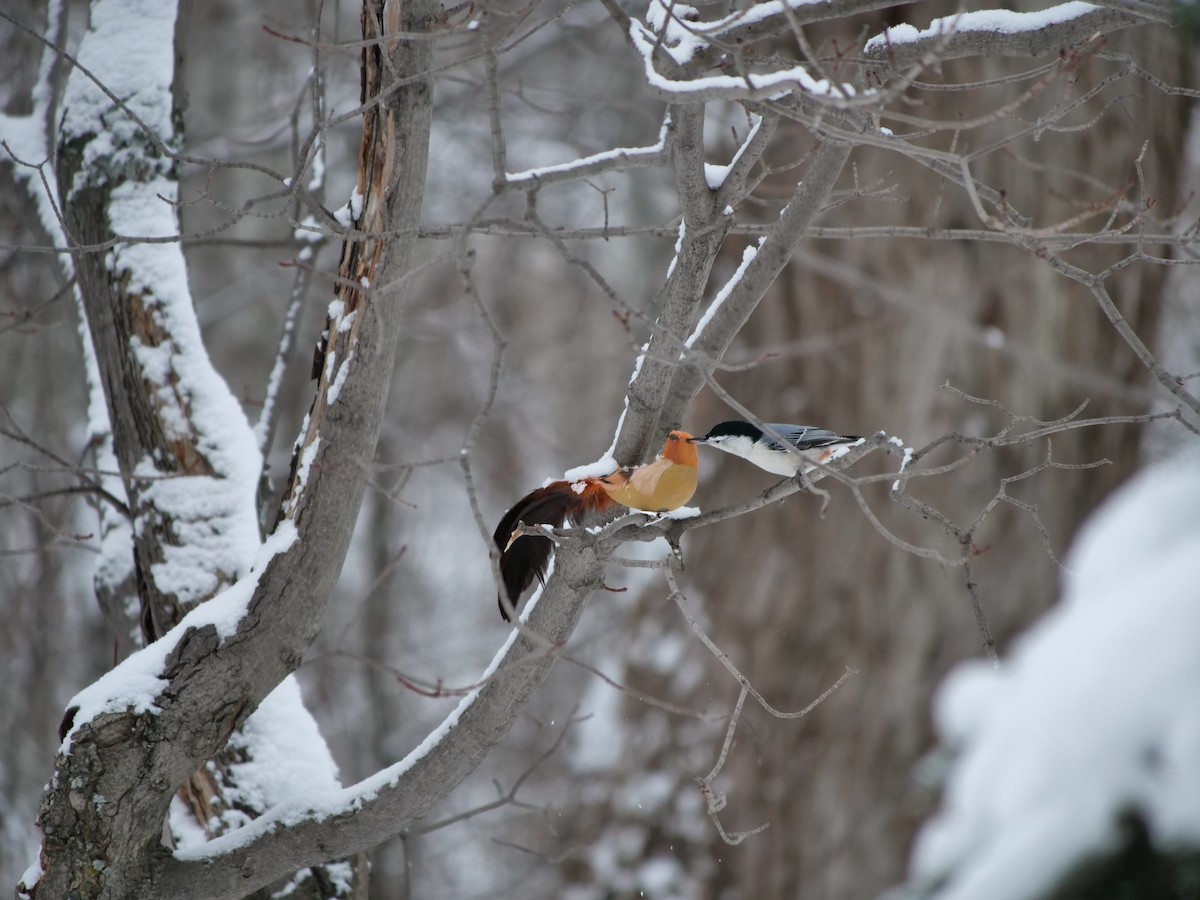 White-breasted Nuthatch - Ryan Barnes