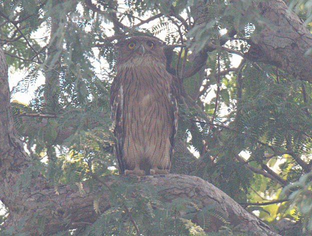 Brown Fish-Owl - ML126974281