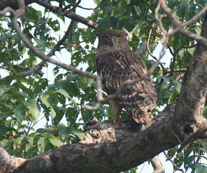 Brown Fish-Owl - ML126974291