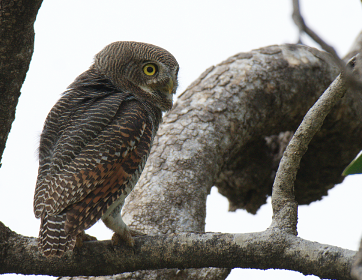 Jungle Owlet - ML126974331