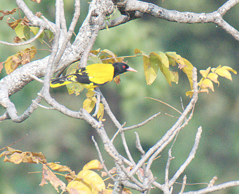 Black-hooded Oriole - ML126974411