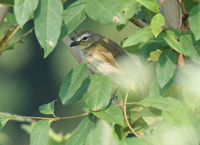 White-browed Bulbul - ML126974451