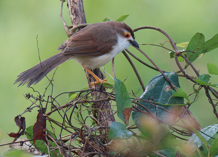 Yellow-eyed Babbler - ML126974511