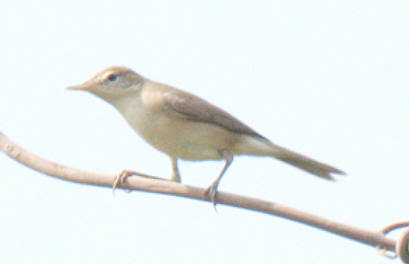 Sykes's Warbler - ML126974671