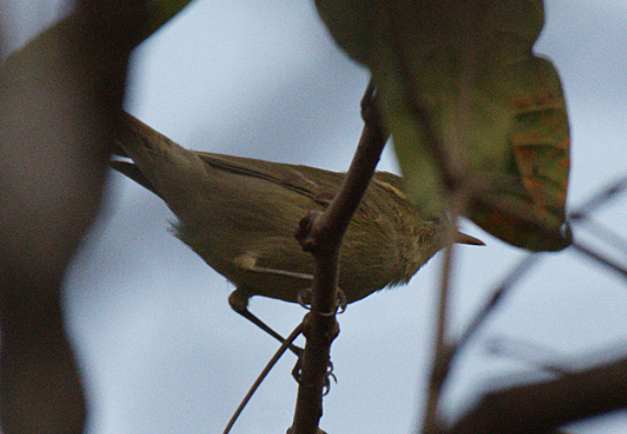 Greenish Warbler - Fareed Mohmed