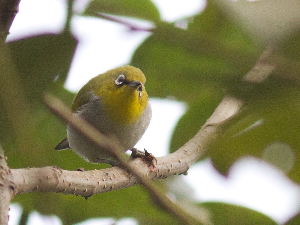 Indian White-eye - Frode Falkenberg