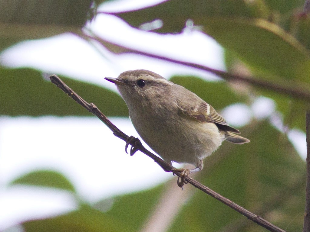 Hume's Warbler - Frode Falkenberg