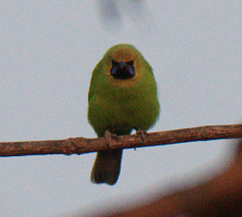 leafbird sp. - ML126974931