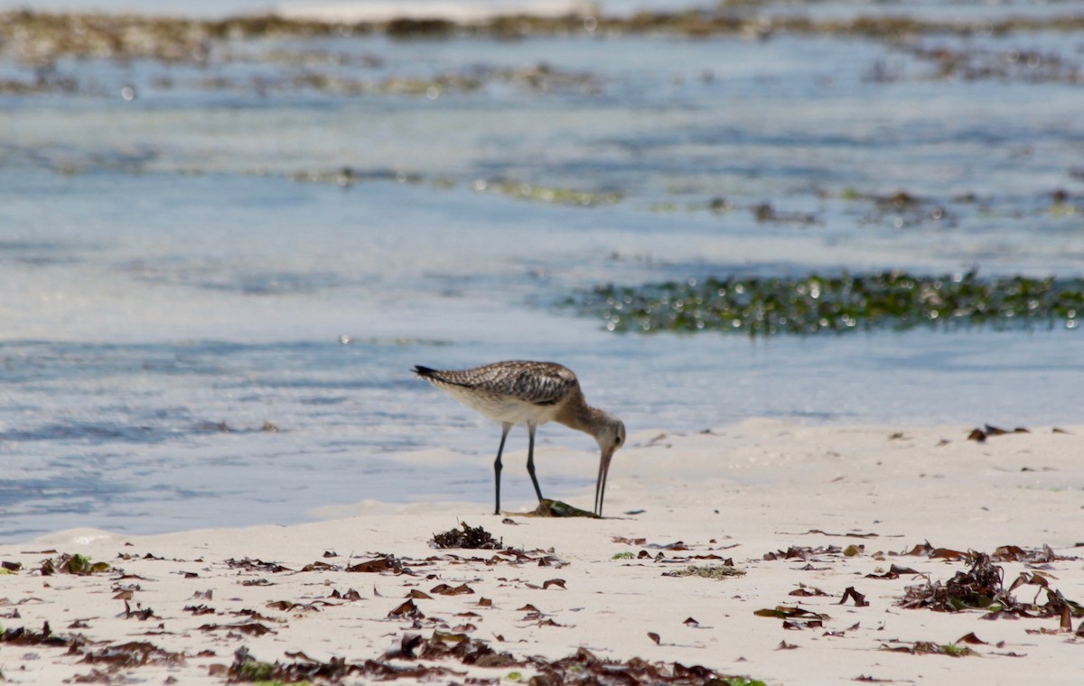 Bar-tailed Godwit - ML126974961