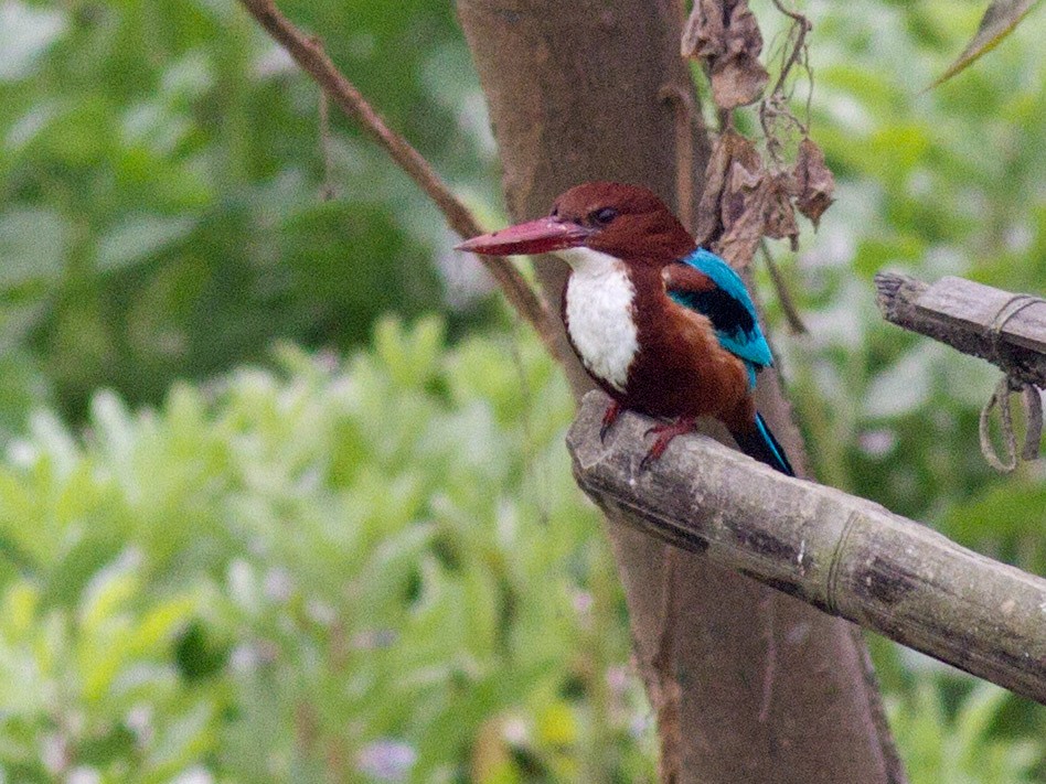 White-throated Kingfisher - Frode Falkenberg