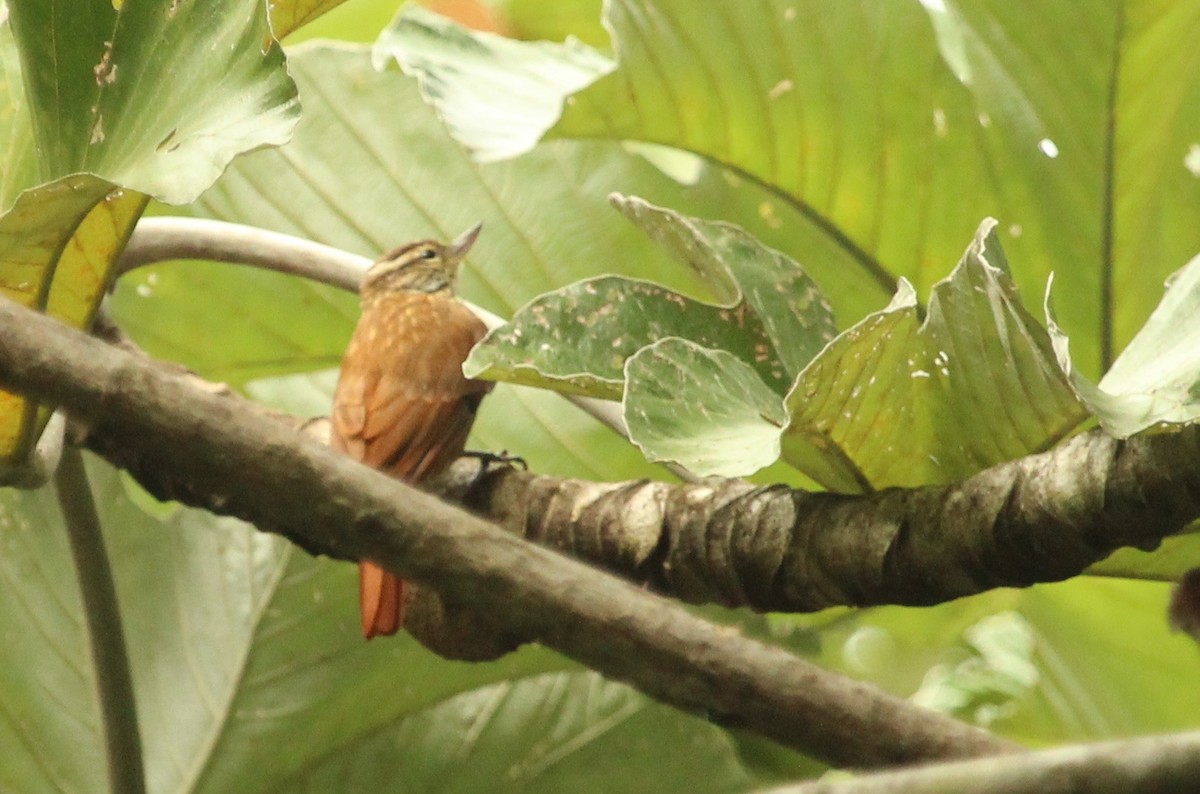 Streaked Xenops - ML126978771