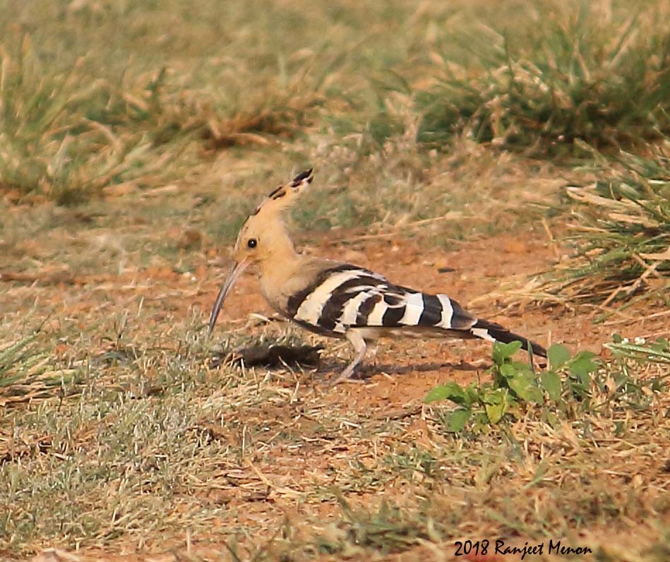 Eurasian Hoopoe - Ranjeet Menon