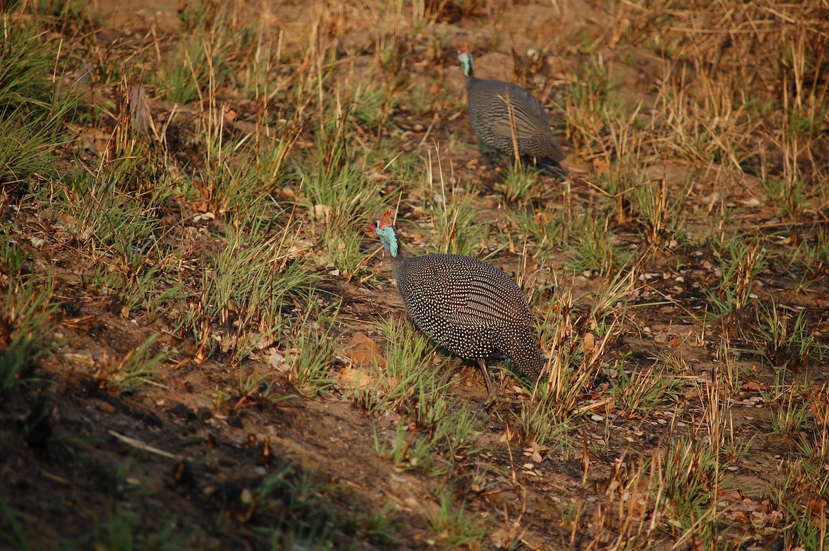 Helmeted Guineafowl - Gary Clewley