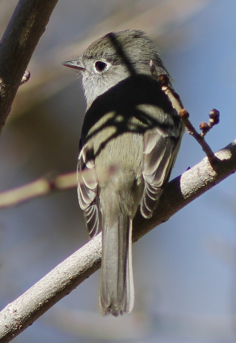 Hammond's Flycatcher - ML126982021