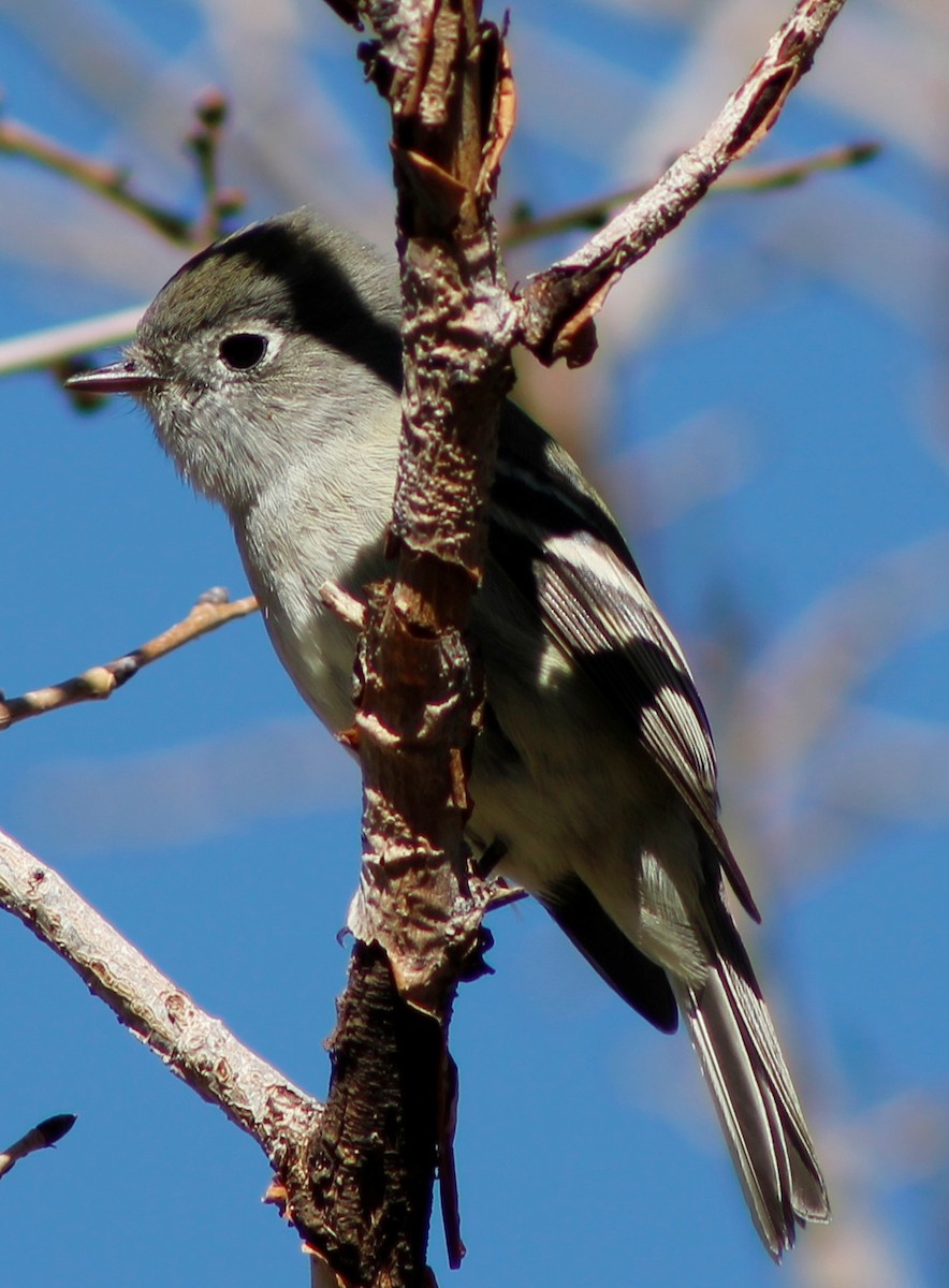 Hammond's Flycatcher - ML126982031