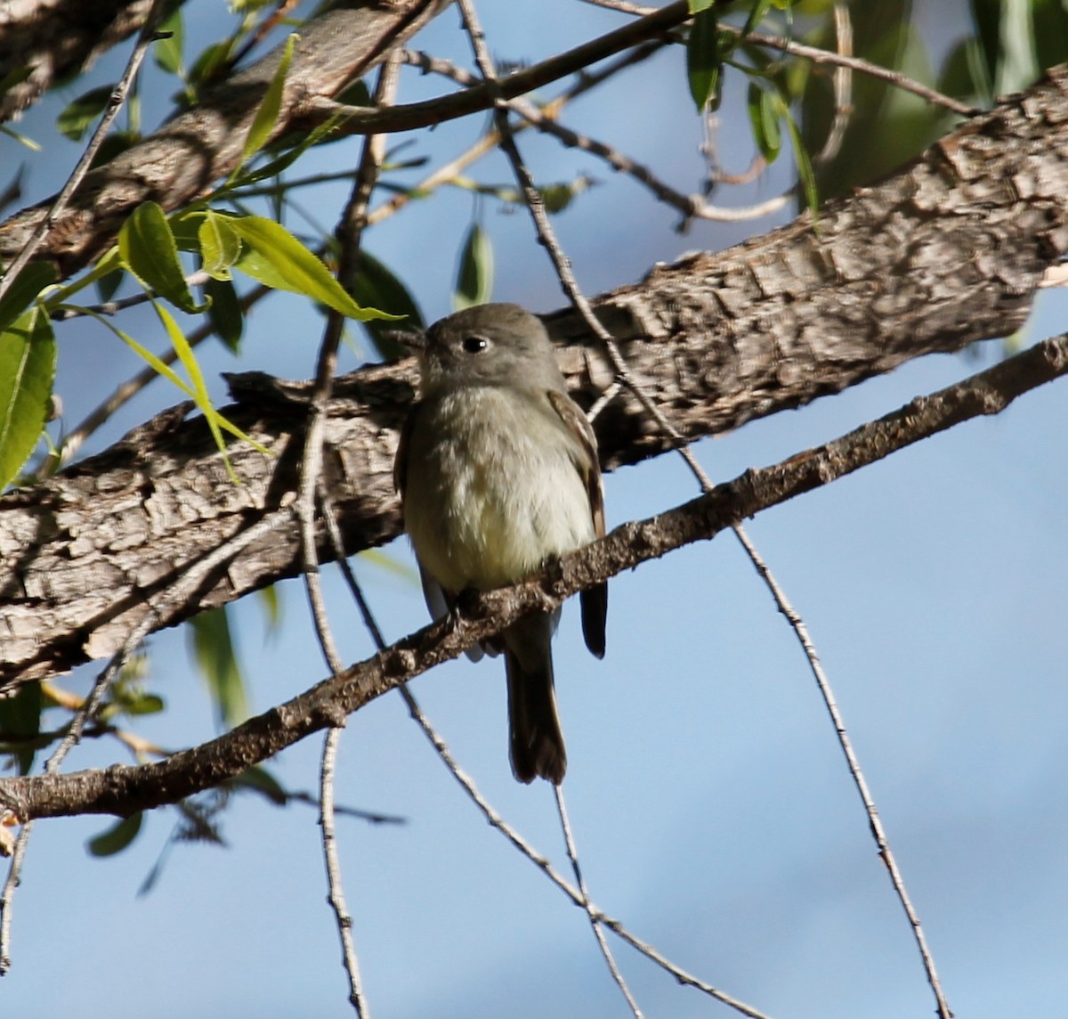 Hammond's Flycatcher - ML126982411