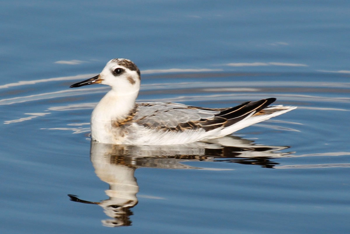 Red Phalarope - Matt Baumann